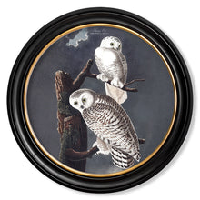 Load image into Gallery viewer, c.1838 Audubon&#39;s Owls - Round Framed Print
