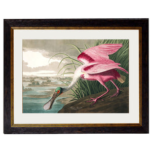 c.1838 Audubon's Birds of America Framed Print