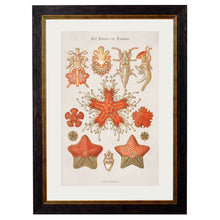 Load image into Gallery viewer, c.1904 Haeckel Marine Animals Framed Print
