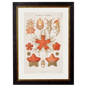 c.1904 Haeckel Marine Animals Framed Print