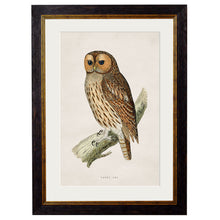 Load image into Gallery viewer, c.1870 British Owls Framed Print
