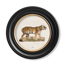 Load image into Gallery viewer, c.1824 Tiger - Round Framed Print
