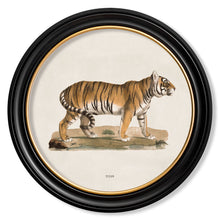 Load image into Gallery viewer, c.1824 Tiger - Round Framed Print
