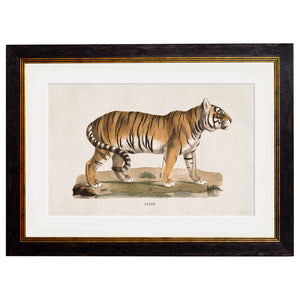 c.1824 Tiger Framed Print