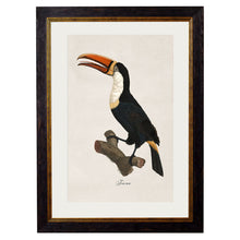 Load image into Gallery viewer, c.1809 Toucans Framed Print
