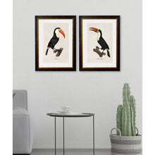 Load image into Gallery viewer, c.1809 Toucans Framed Print
