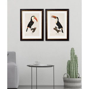 c.1809 Toucans Framed Print