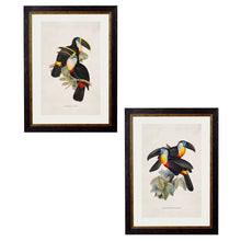 Load image into Gallery viewer, c.1848 Toucans Framed Print
