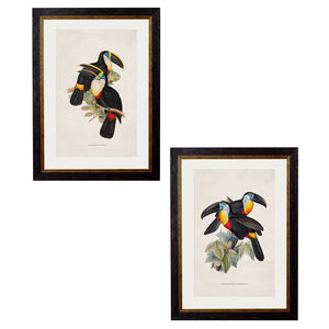 c.1848 Toucans Framed Print