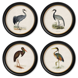 c.1870 Wading Birds in Round Framed Print