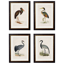 Load image into Gallery viewer, c.1850&#39;s British Wading Birds Framed Print
