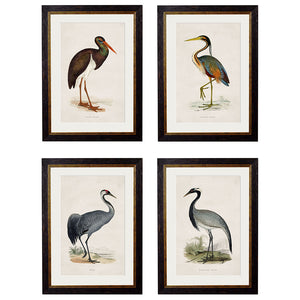 c.1850's British Wading Birds Framed Print