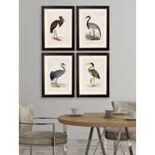 Load image into Gallery viewer, c.1850&#39;s British Wading Birds Framed Print
