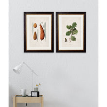 Load image into Gallery viewer, c.1819 Study of British Leaves and Pinecones Framed Print
