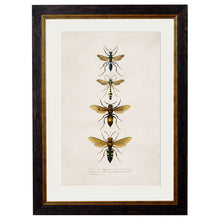 Load image into Gallery viewer, c.1892 Bees and Wasps Framed Print
