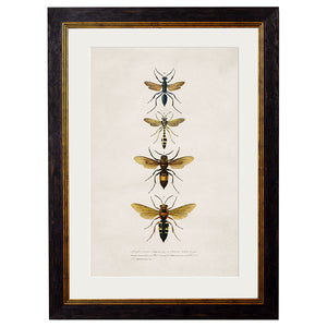 c.1892 Bees and Wasps Framed Print