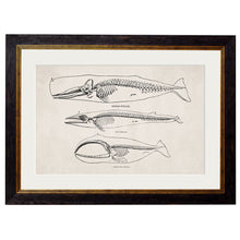 Load image into Gallery viewer, c.1870 Anatomical Skeletons Framed Print
