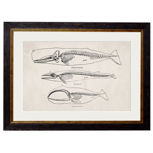 c.1870 Anatomical Skeletons Framed Print