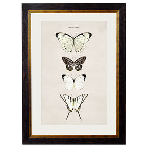 c.1835 Butterflies Framed Print