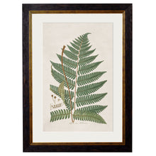 Load image into Gallery viewer, c.1831 Collection of Ferns Framed Print
