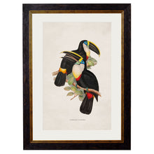 Load image into Gallery viewer, c.1848 Toucans Framed Print
