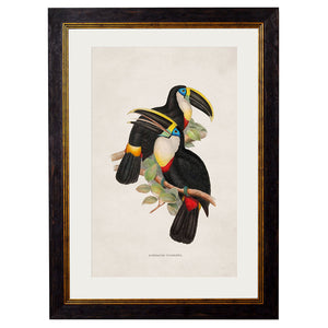 c.1848 Toucans Framed Print