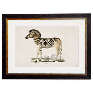 c.1836 Zebra Framed Print